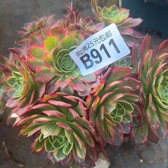 雯***友多肉植物一个