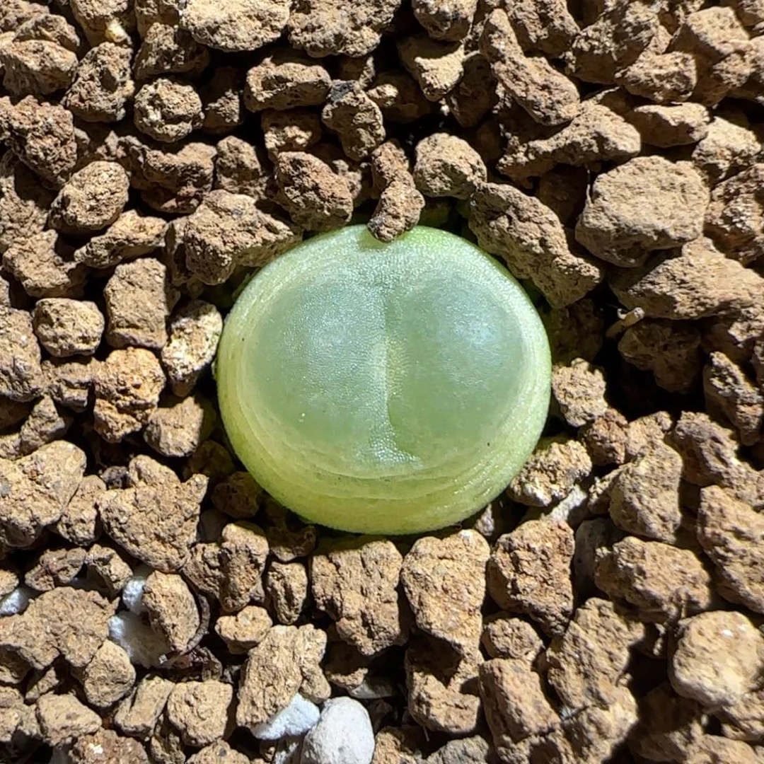 肉锥多肉植物组合-sh1200拉登1548