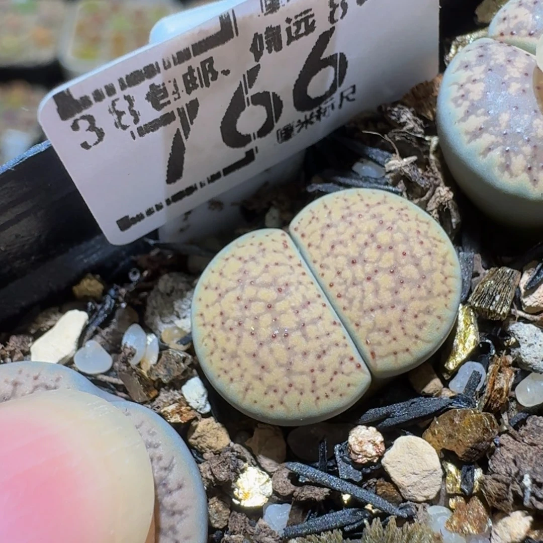 西***辞Ssss精品生石花766
