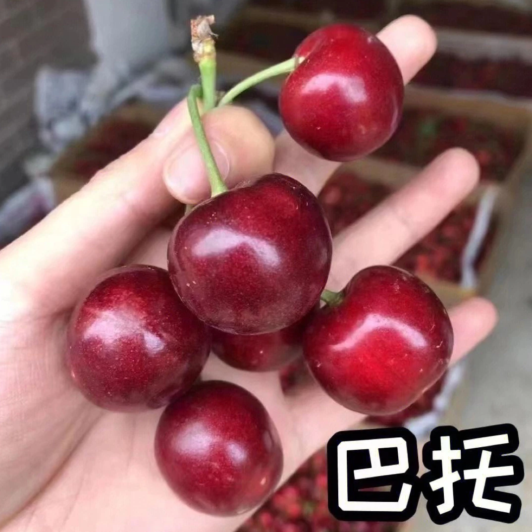 大连露天巴托樱桃掉把属于正常顺丰包邮A