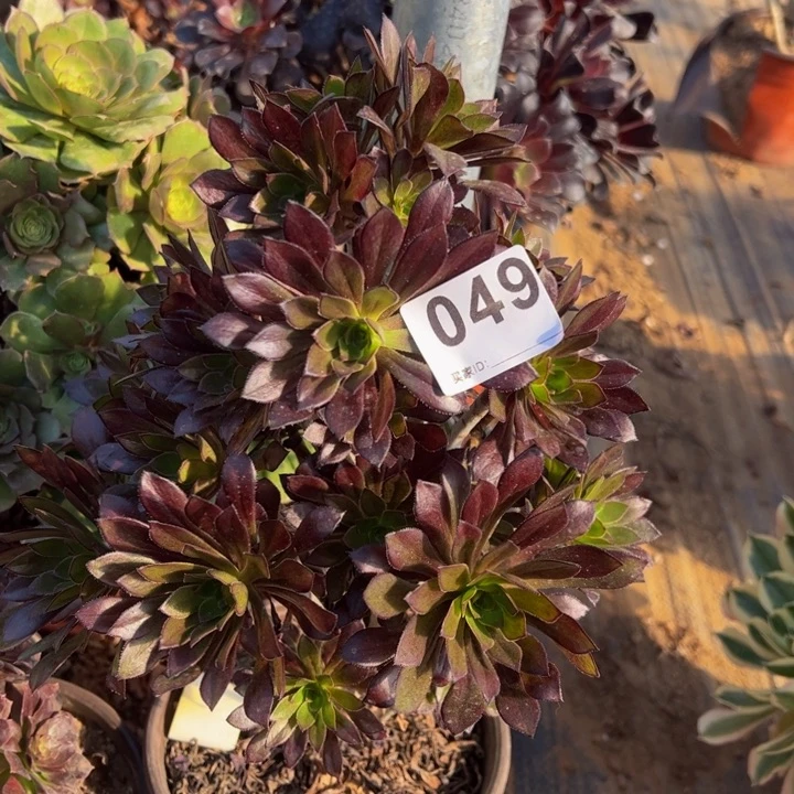 黑法师多肉植物049