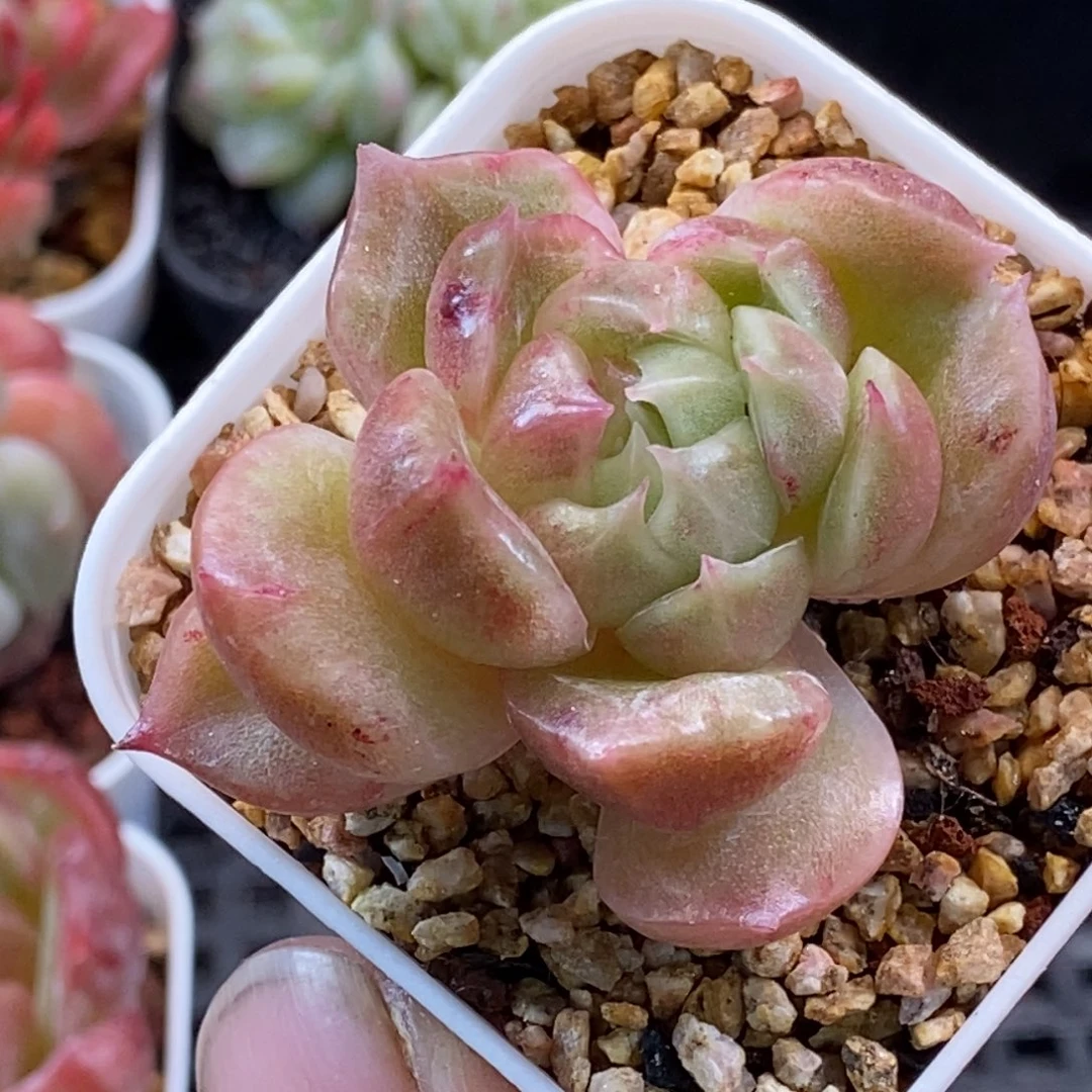 天官赐福百无禁忌