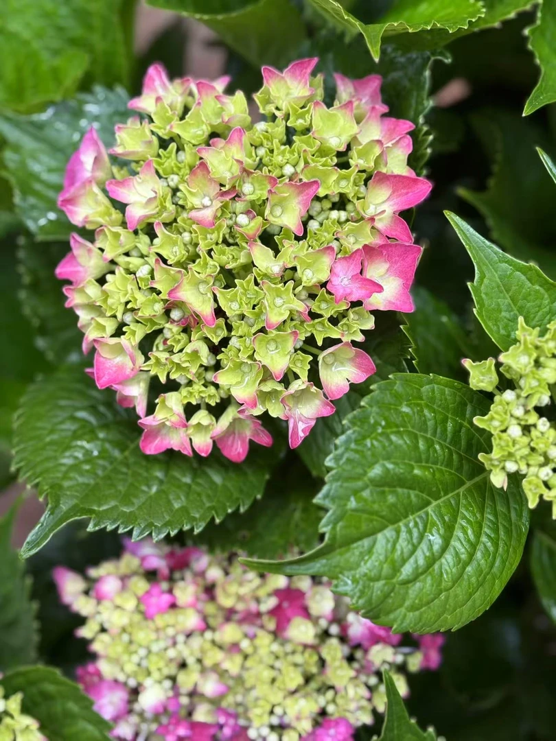 玫红妈妈大花绣球2加仑（运输途中掉花掉叶属于正常介意慎拍）