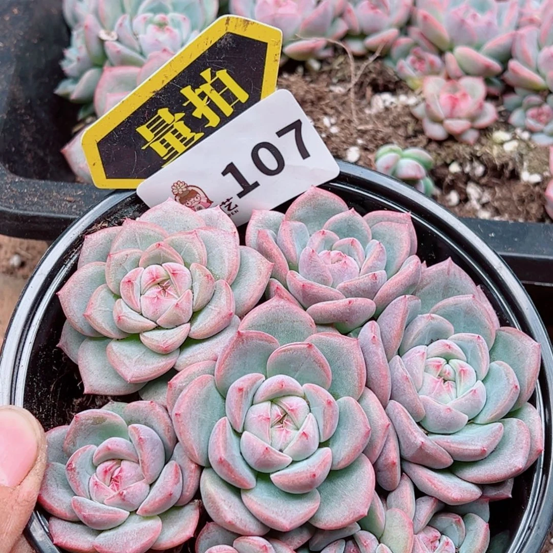 多肉植物多肉植物