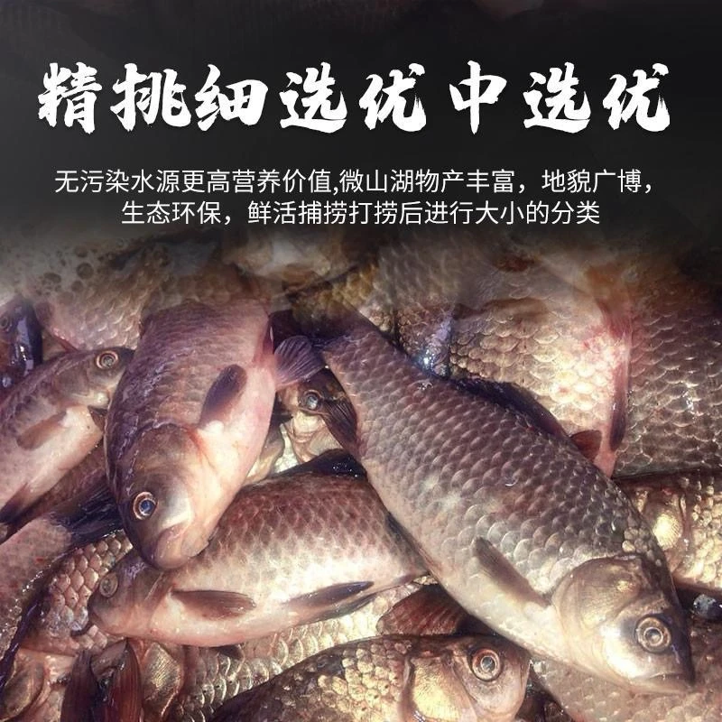 冻眠锁鲜土鲫鱼正宗/大板鲫鲫鱼淡水纯野生鲫鱼孕妇孩子家庭炖汤