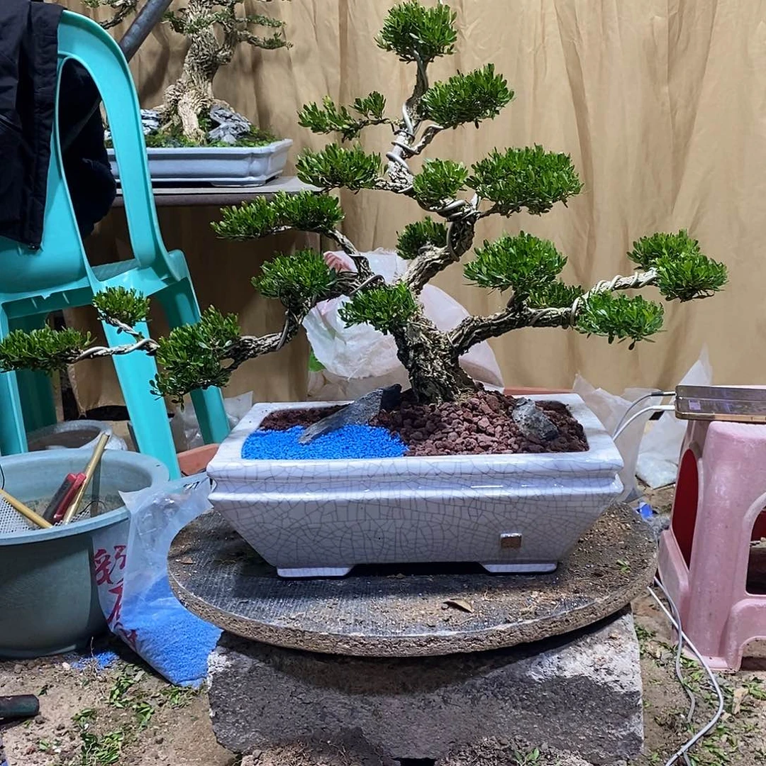 当前无花朵，栽培后可花朵