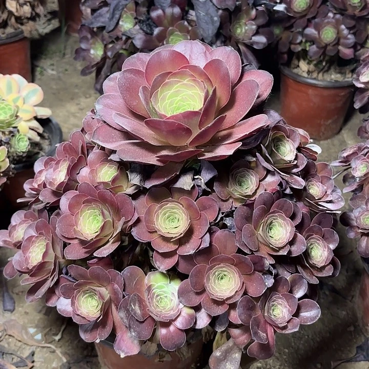 多肉植物魅金玫瑰9