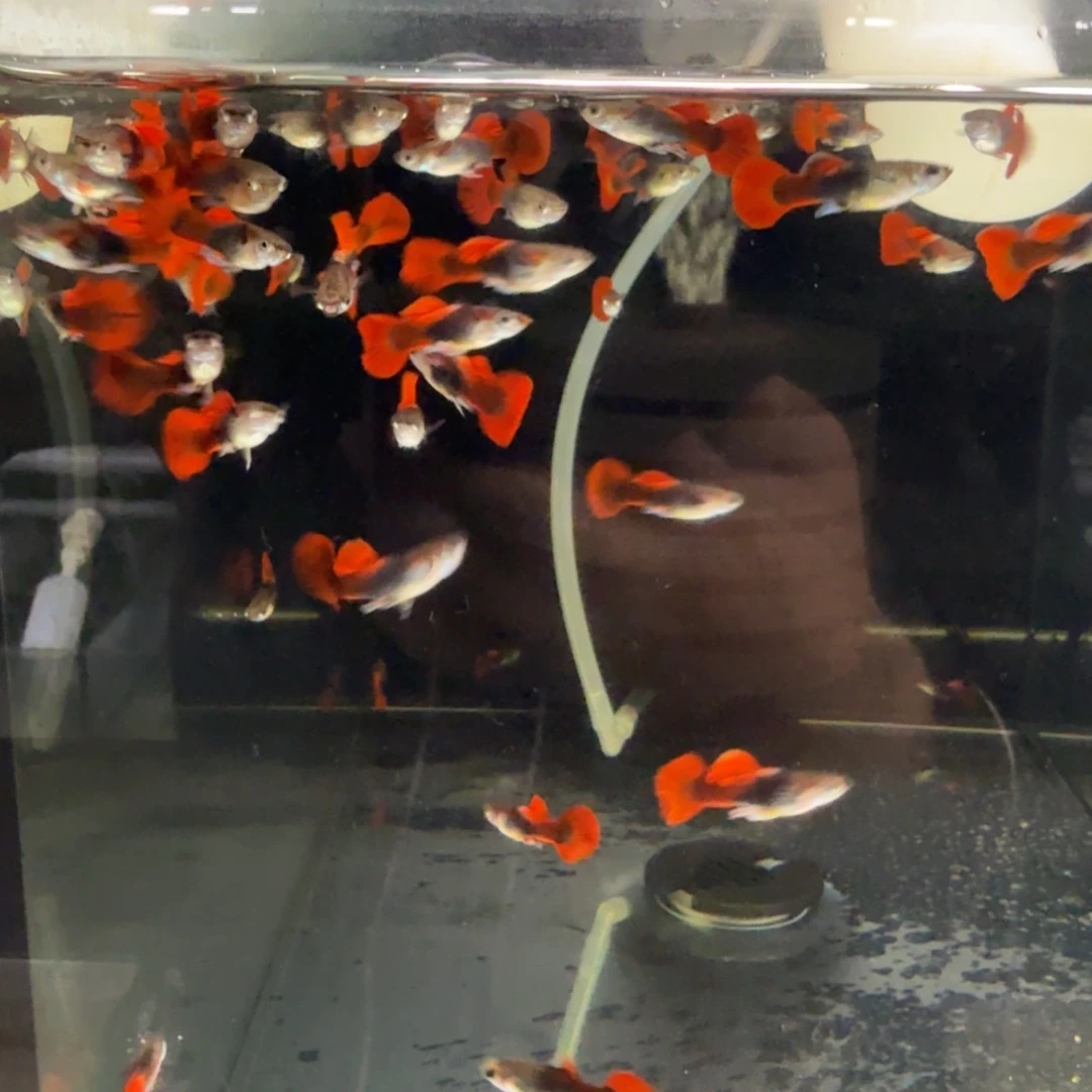 孔雀鱼小褶扇压成20条公母随机