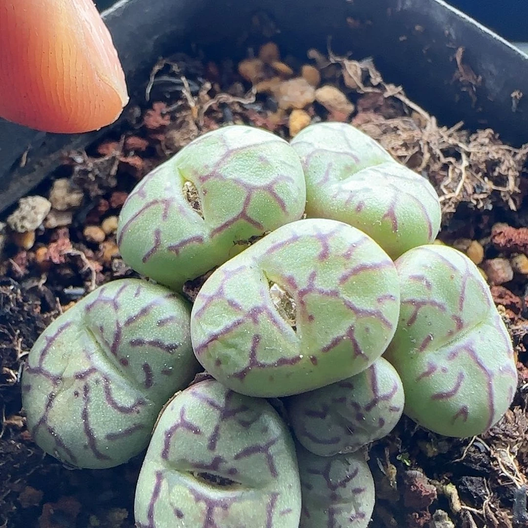 脱土发货哦24452