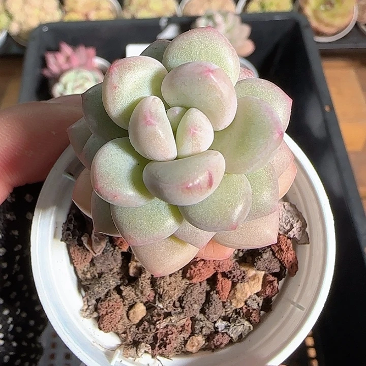 1119-----178泡泡糖