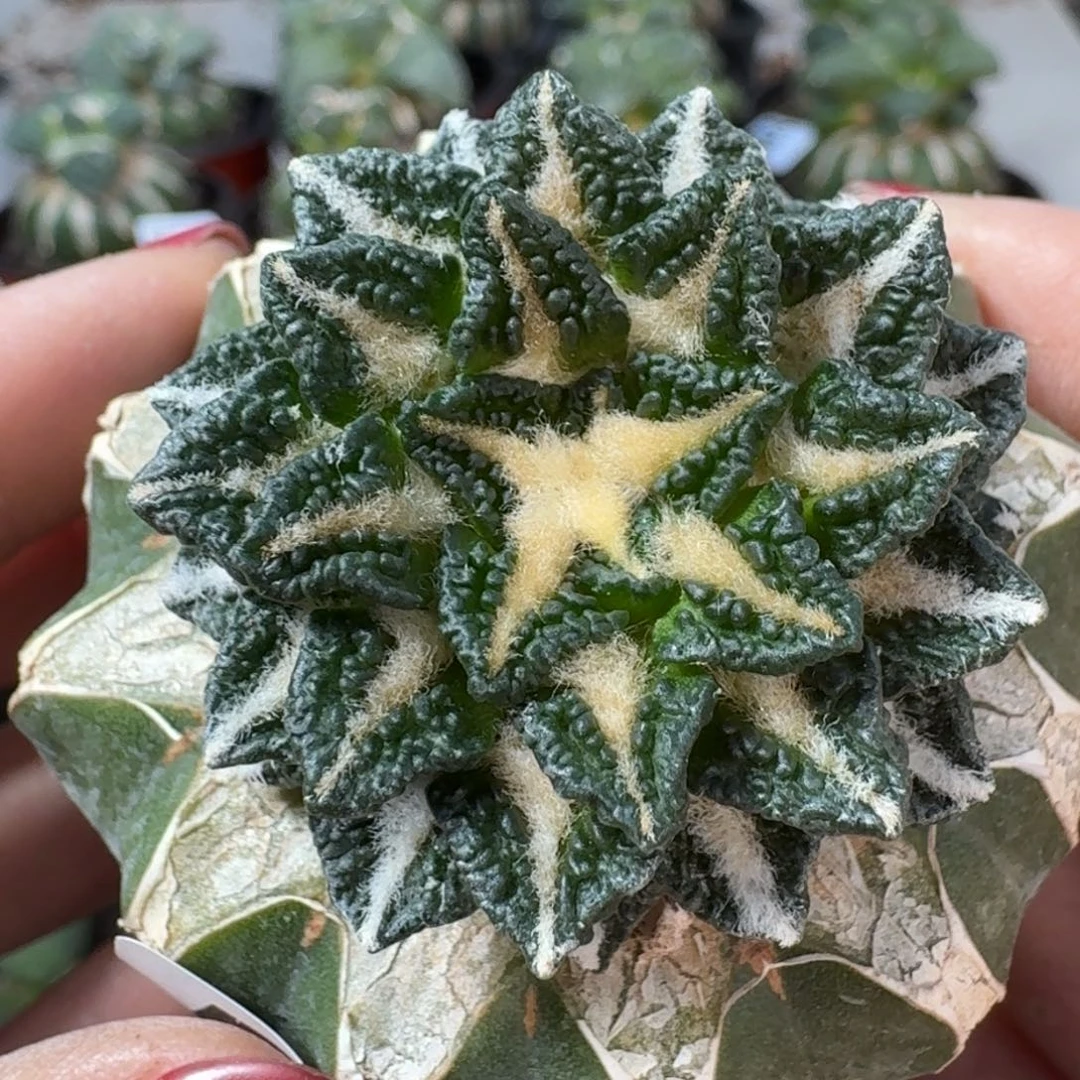 【闪购商品】无花朵颗粒黑牡丹586