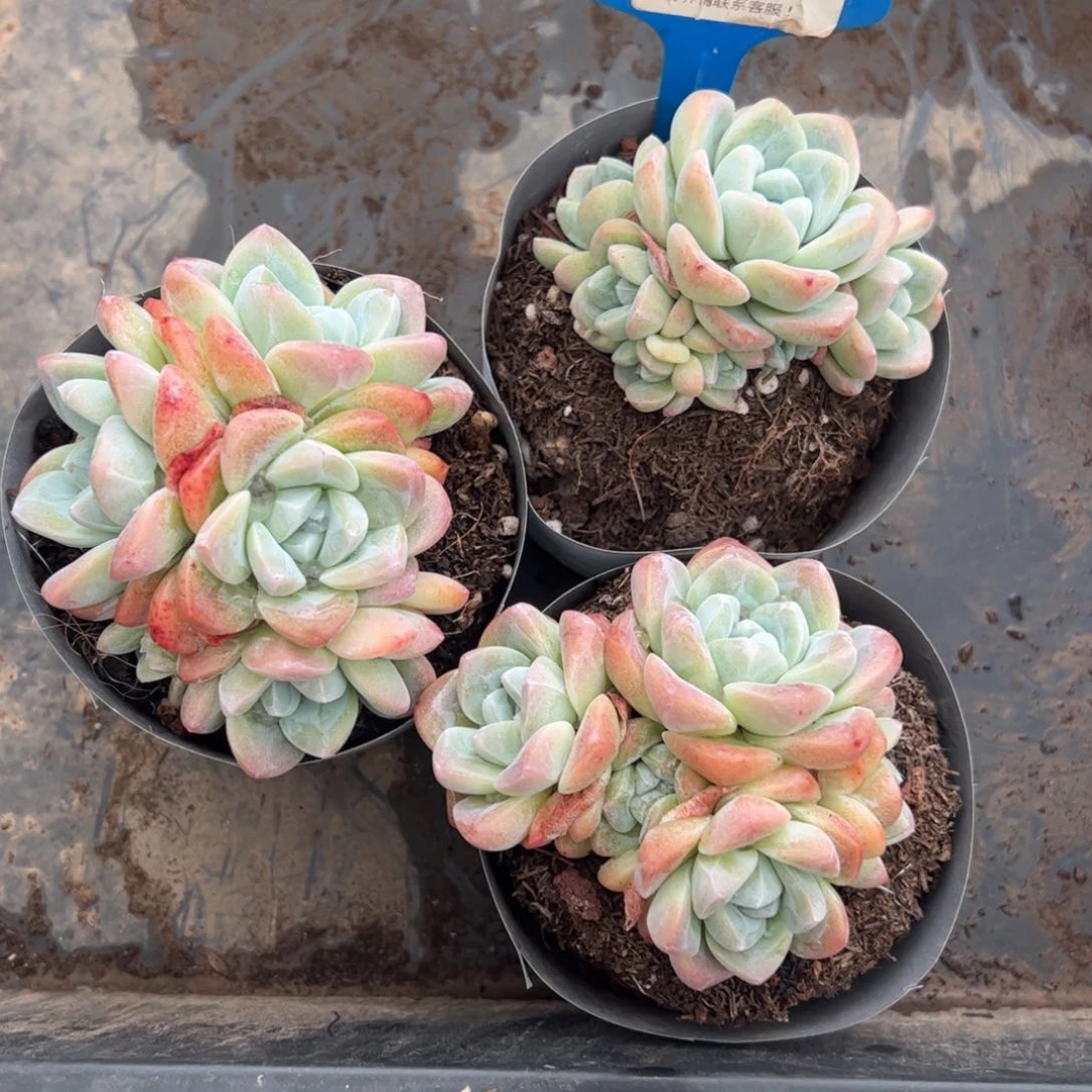 淺*121号多肉植物