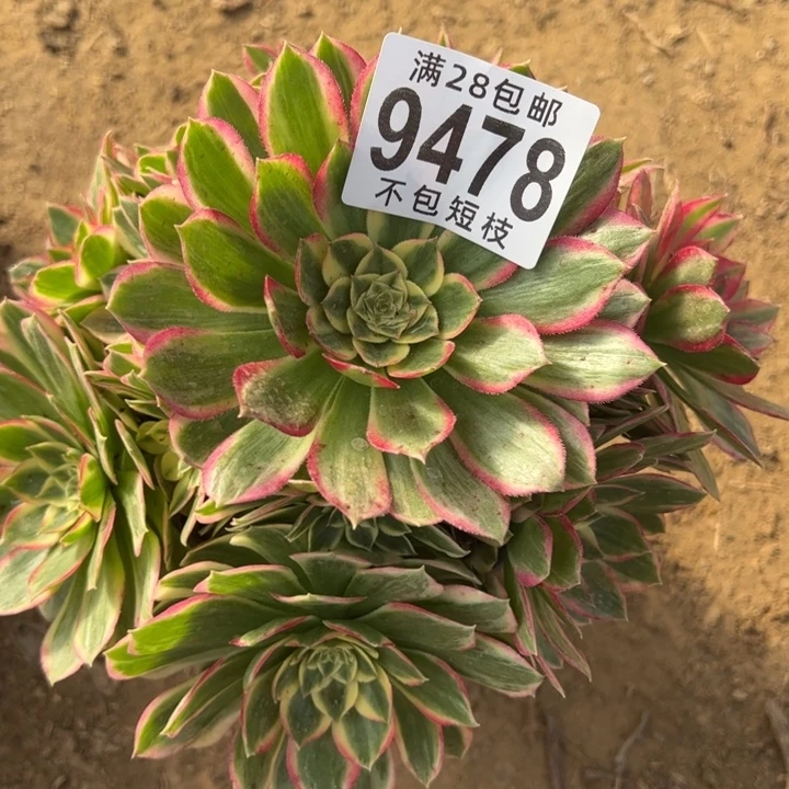 粉体海王多肉植物法师9478