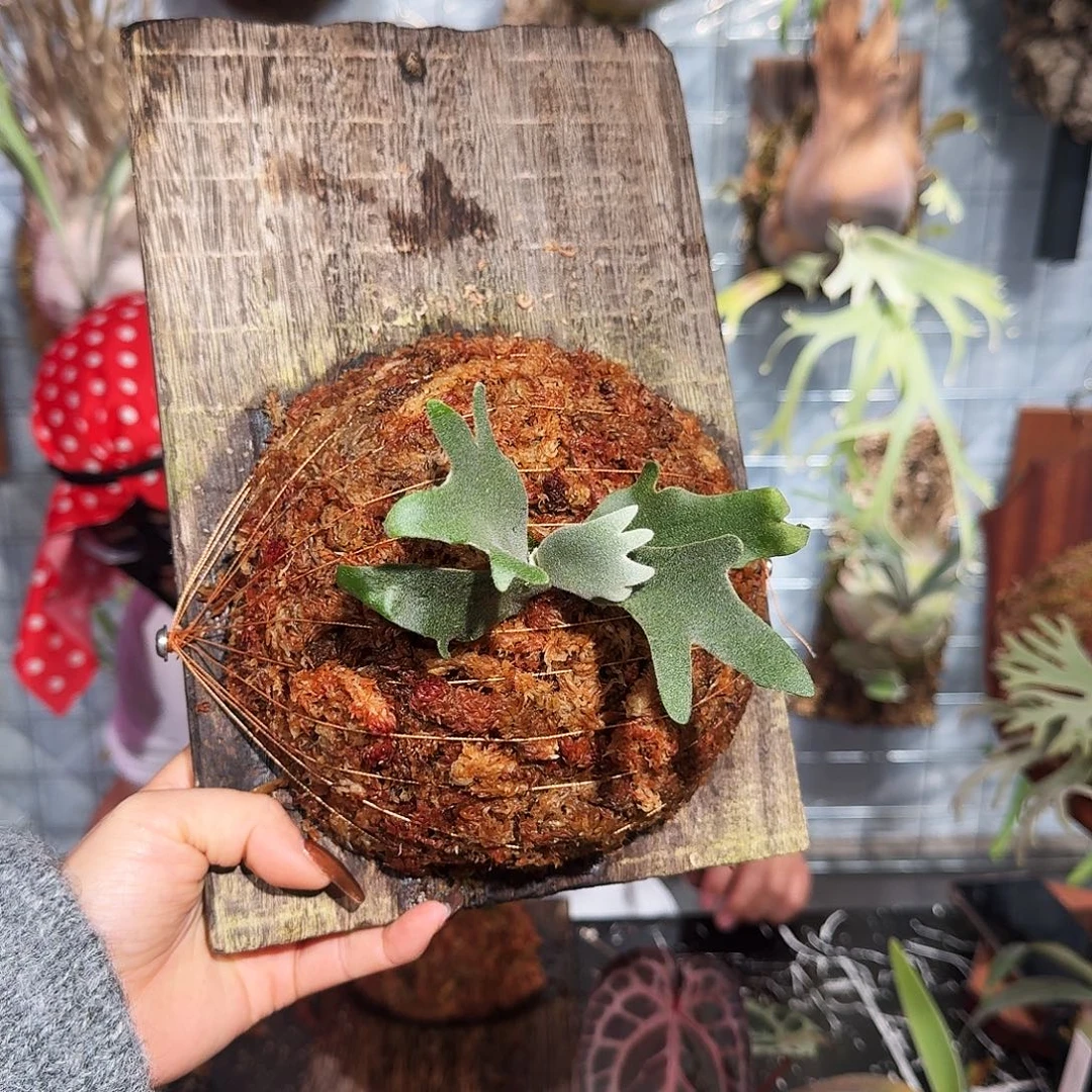 完全开放Omg侏儒鹿角鹿