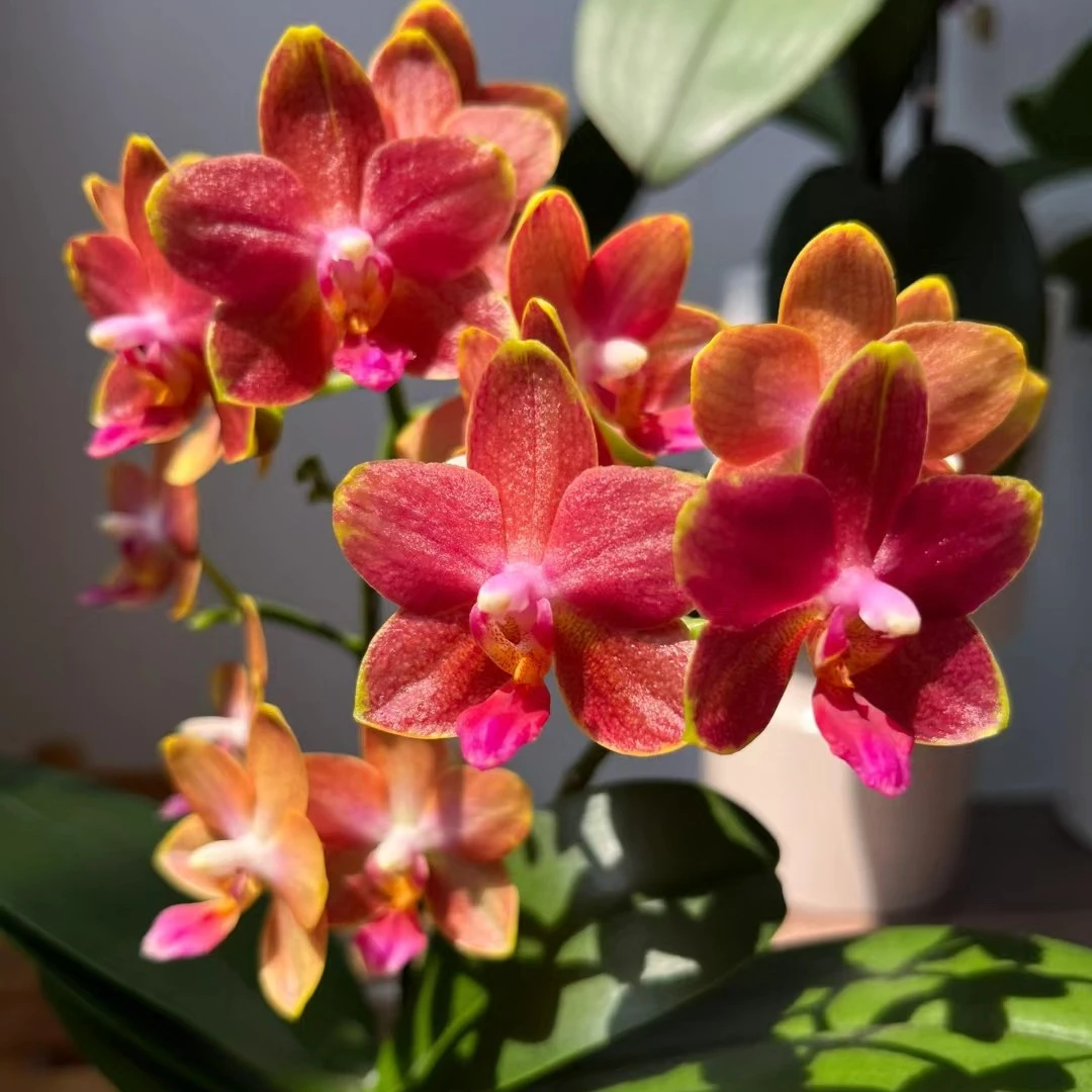 蝴蝶兰香味蜡质小花【樱桃番茄】1.7宝宝苗不带剑