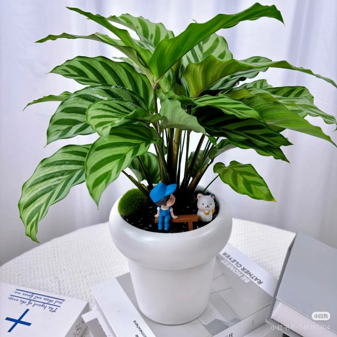 翠叶竹芋盆栽室内耐阴好养吸甲醛净化空气四季常青绿植