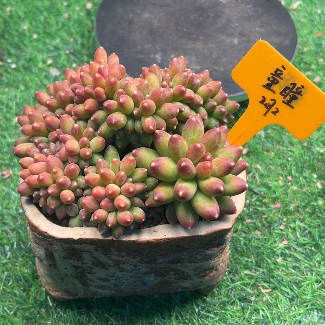 一物一拍链接，童瞳