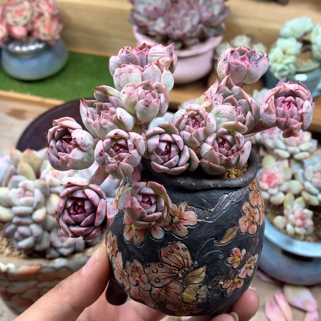 无名小杂一物一拍整