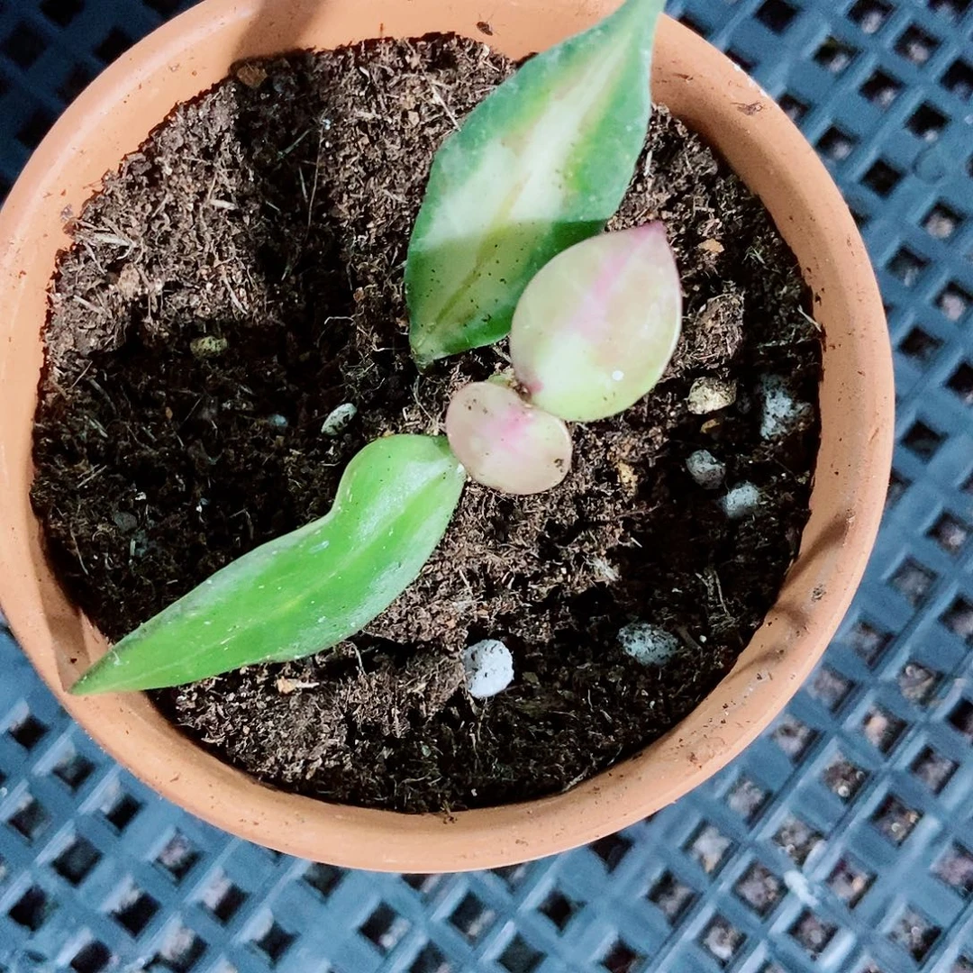 完全开放美岛球兰一物一拍