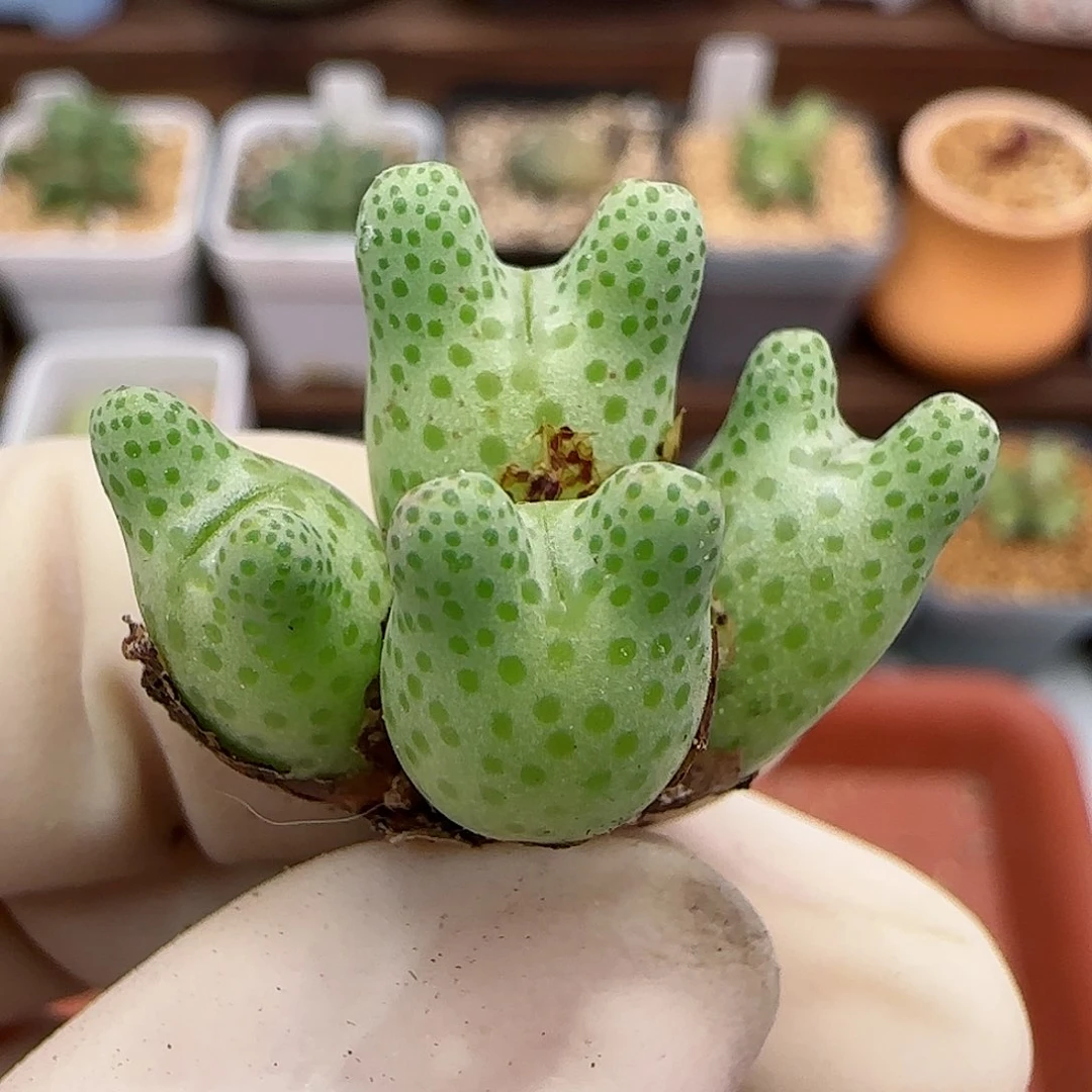 312杂交斑马福利