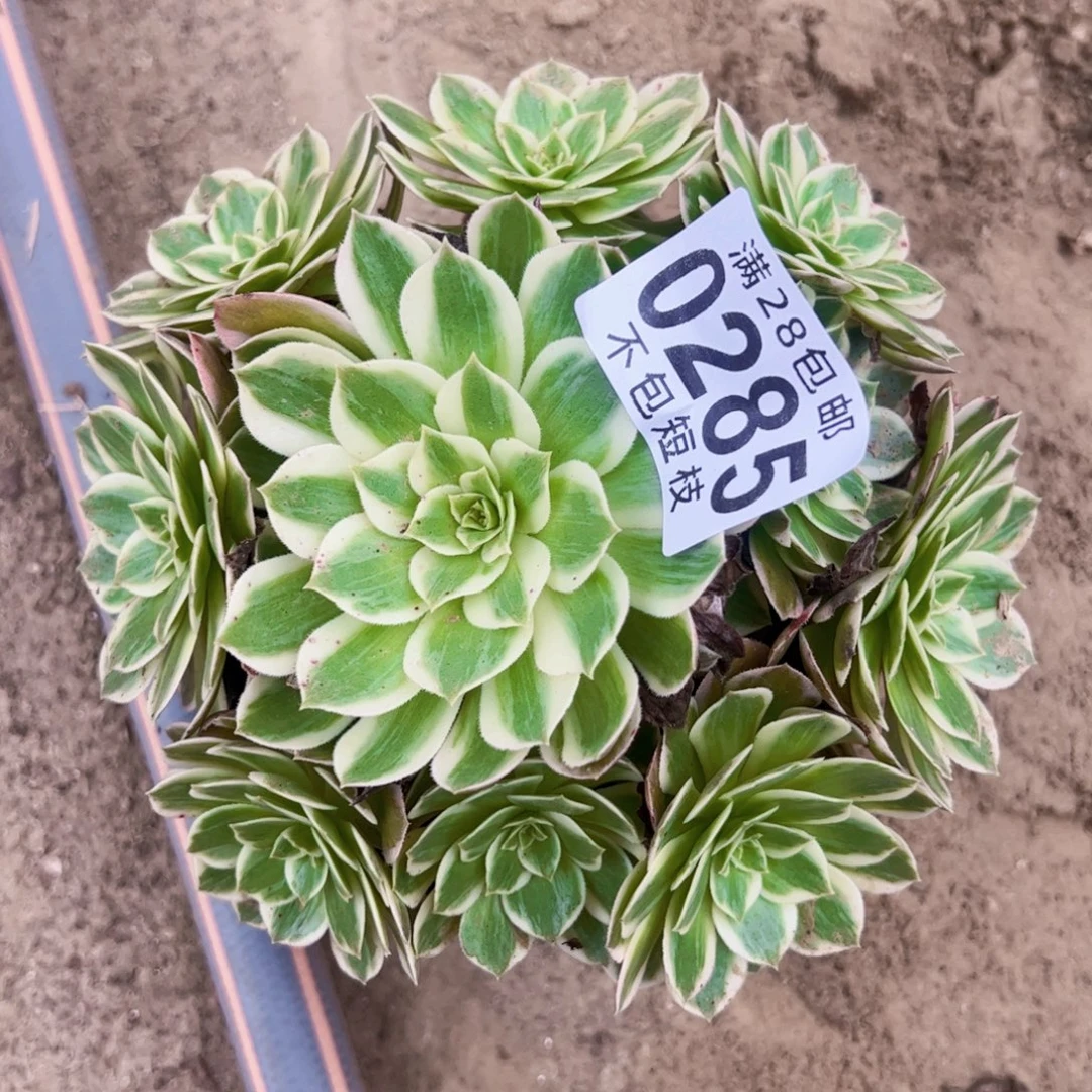 瑶光多肉植物0285