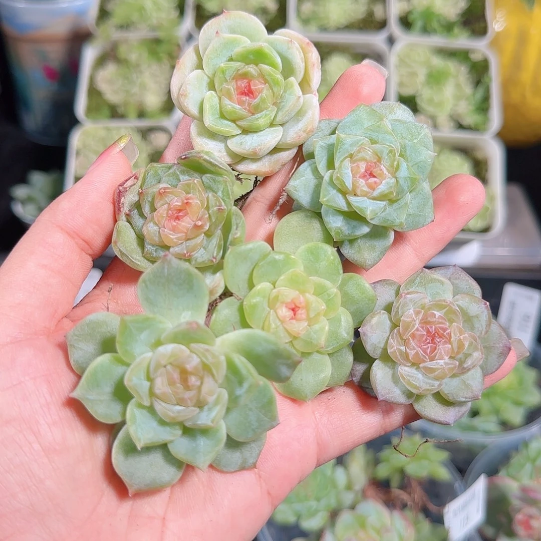0911---121糖心珍妮