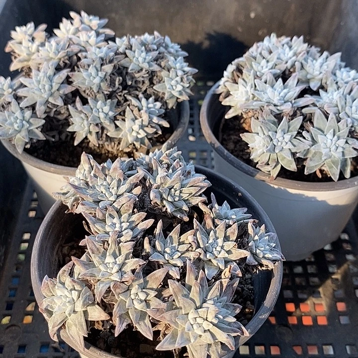 833白菊脱土一一一一