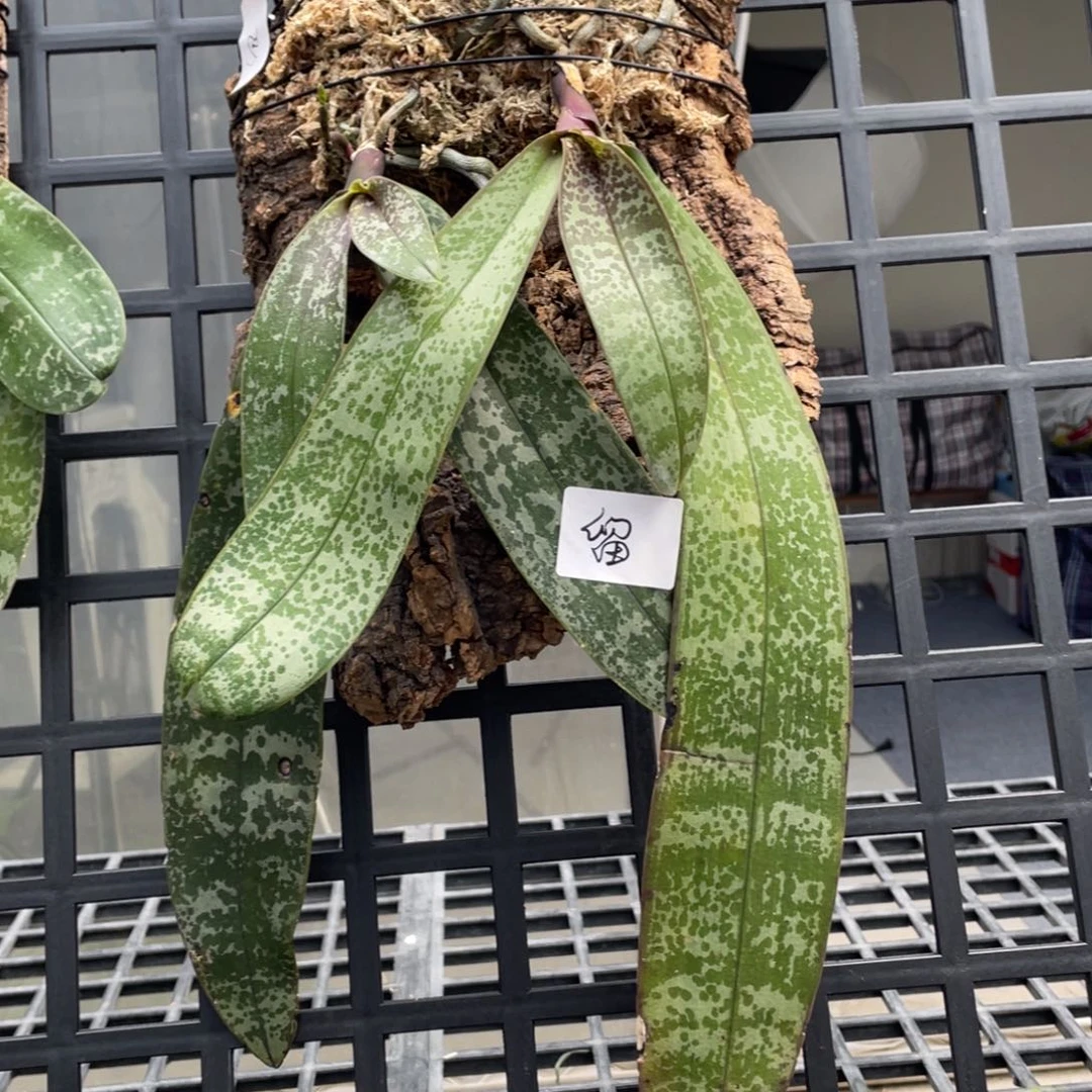 当前无花栽培后可以开花