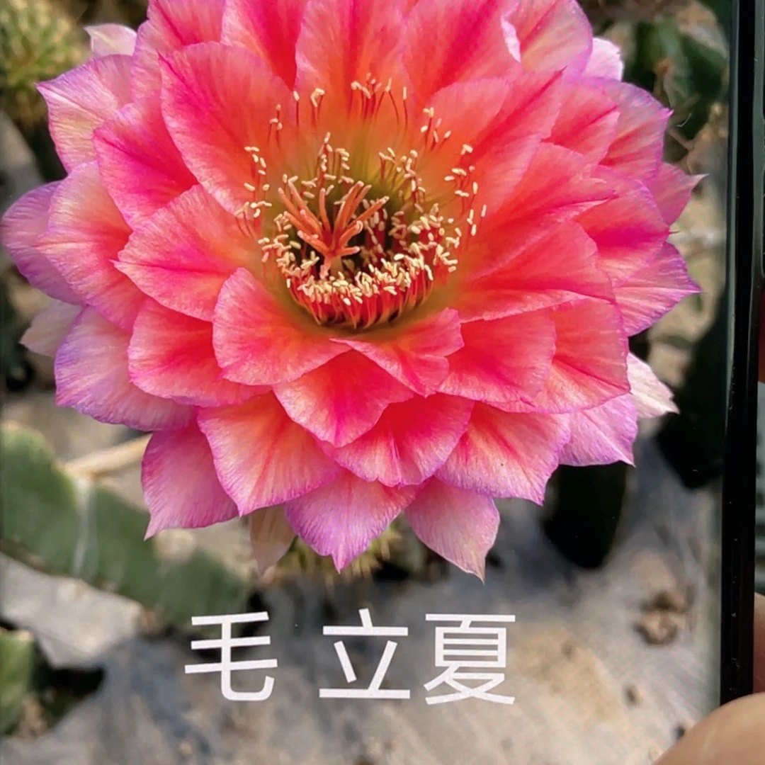毛 立夏侧芽 歪 满20包邮高7公分 爱掉刺