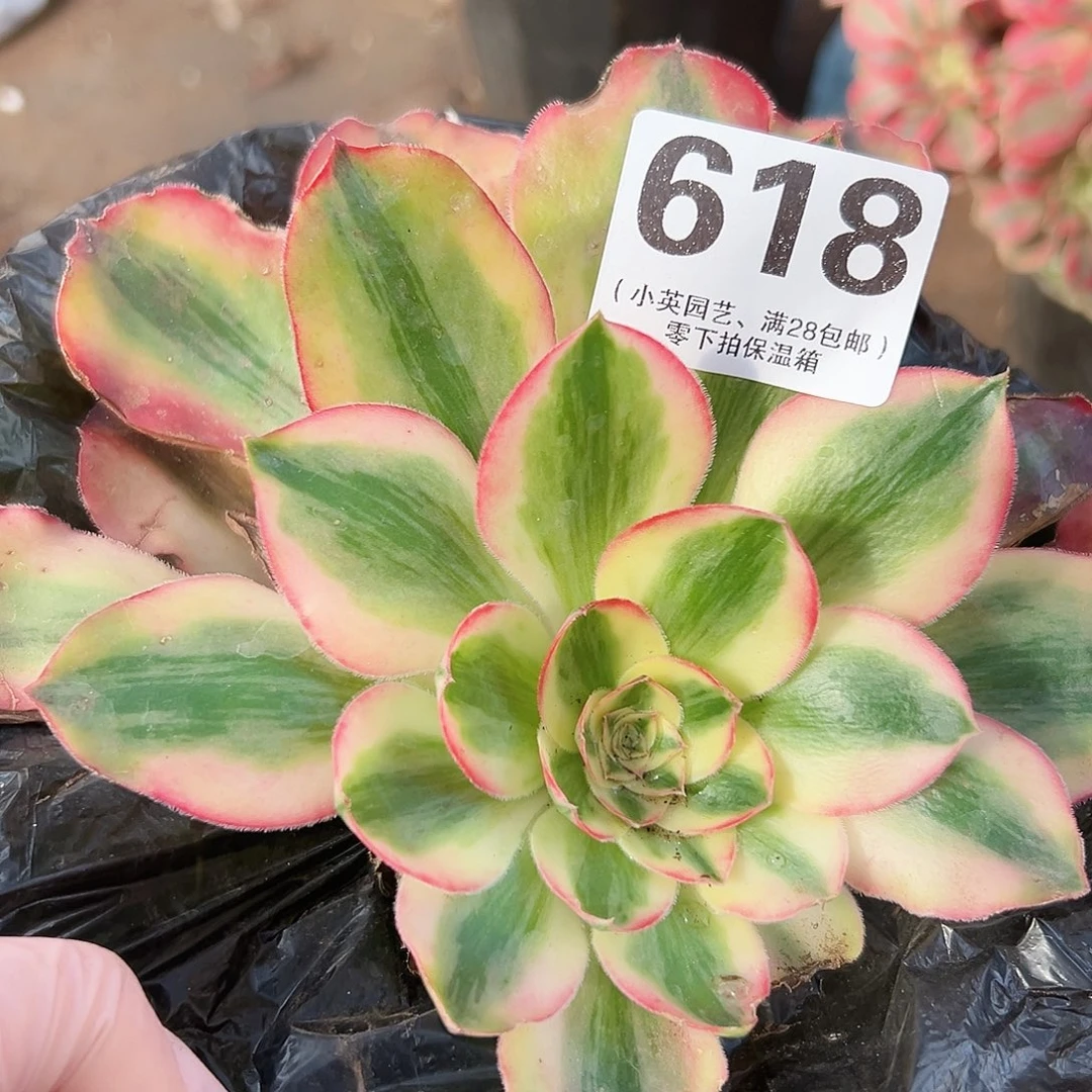 爱丽丝618多肉植物多肉植物