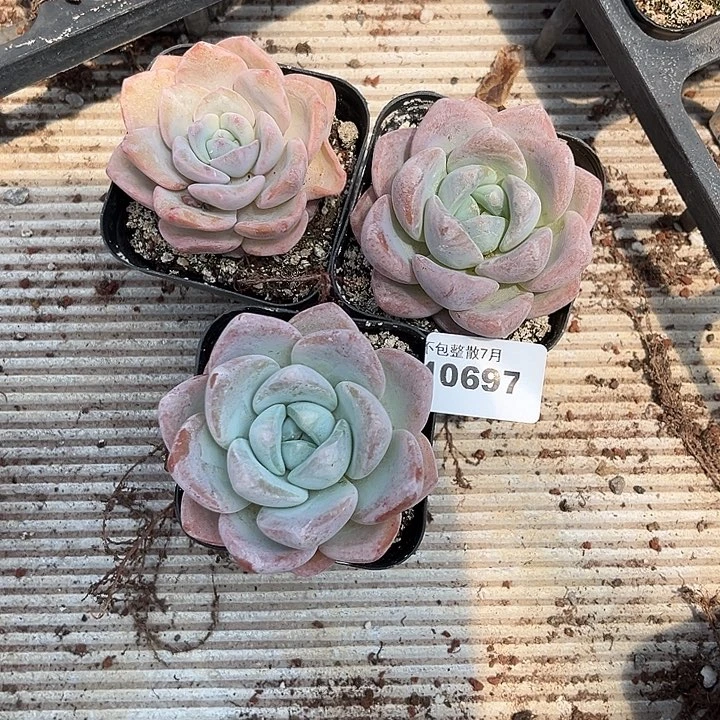 阿雅园艺。    10697冰橙三颗