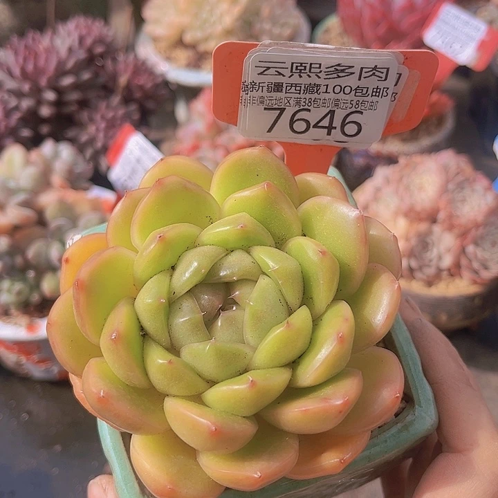 7646皮埃拉珍妮。