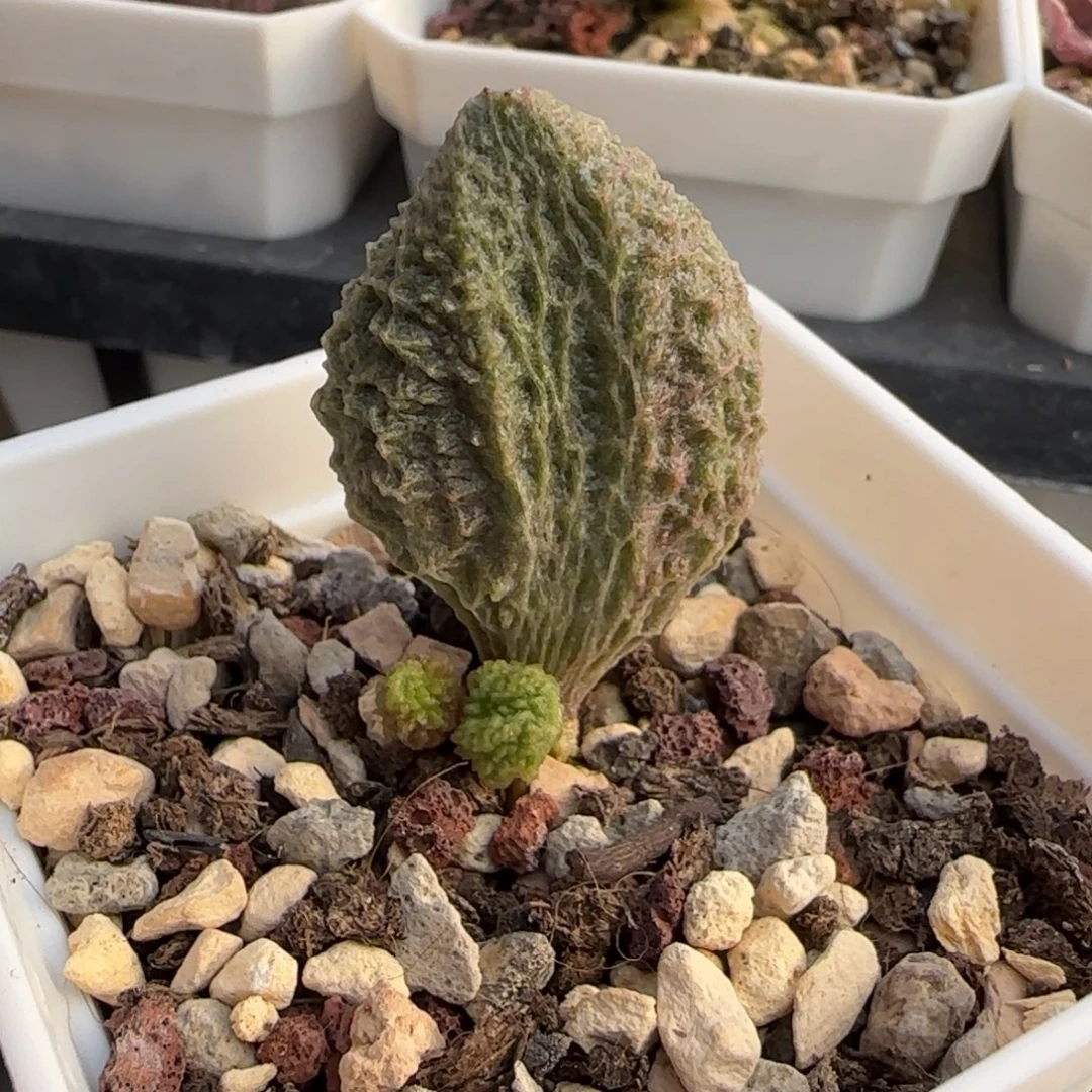 光轮水泡多肉植物