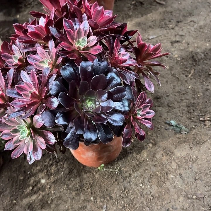 多肉植物法师婚纱51