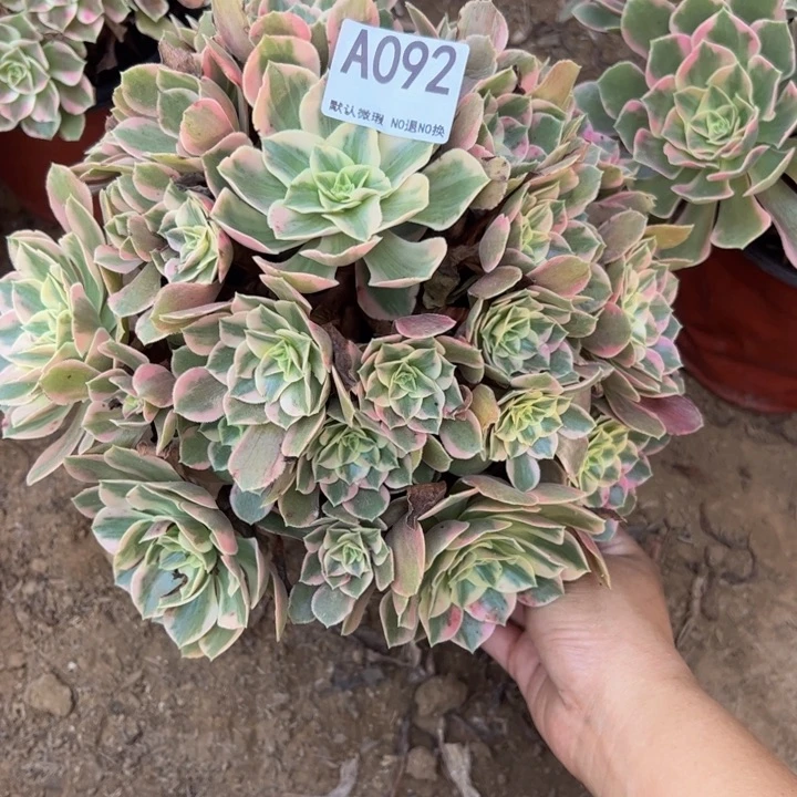 小微瑕女妖多肉植物092.