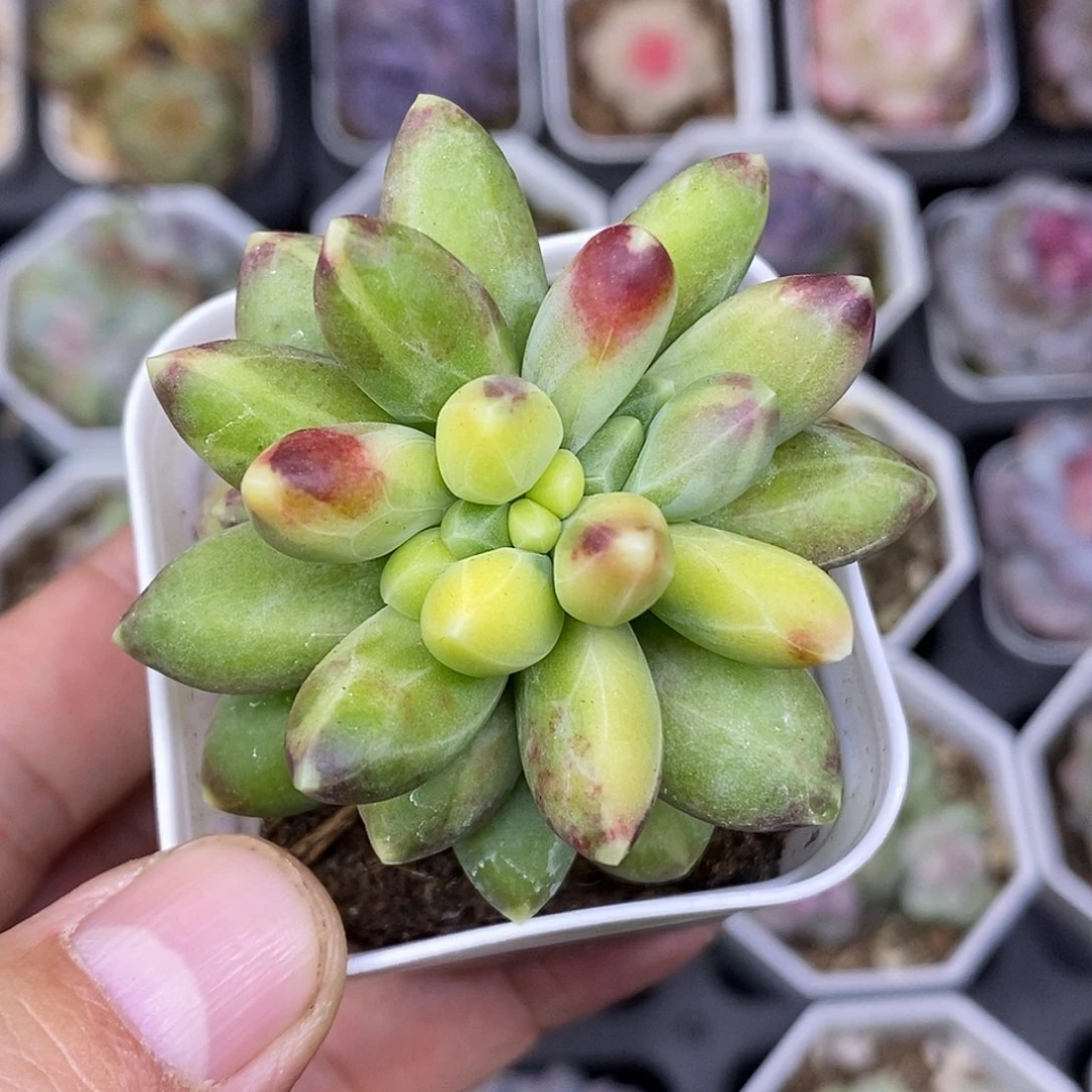 千代田锦5厘米盆多肉植物