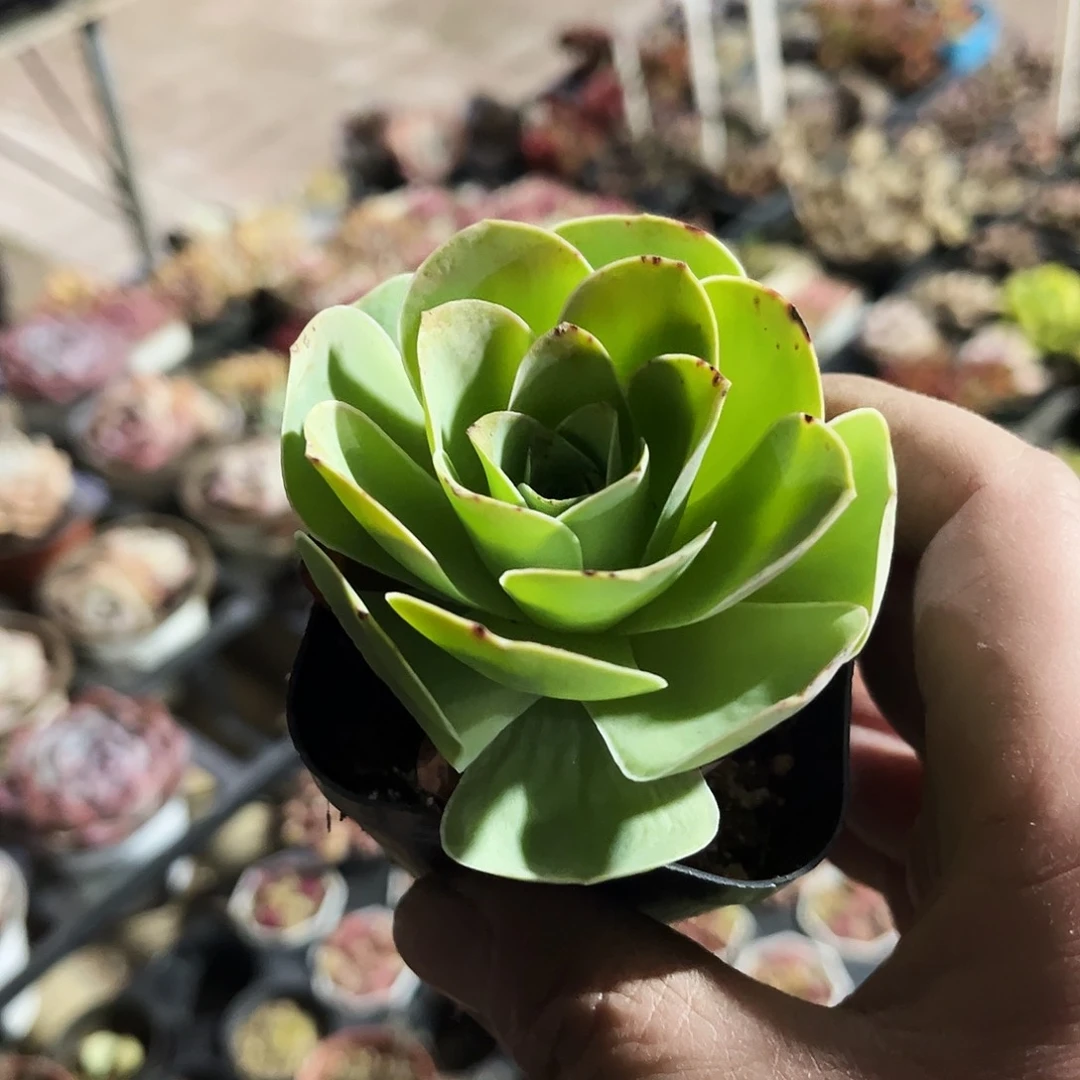 听**.121多肉植物提取萃取剂