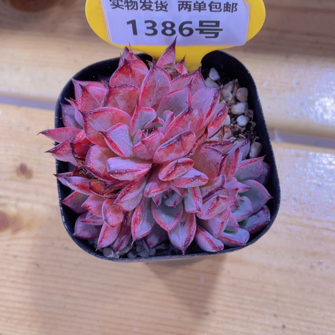 1386号 解码紫苏全状态五头