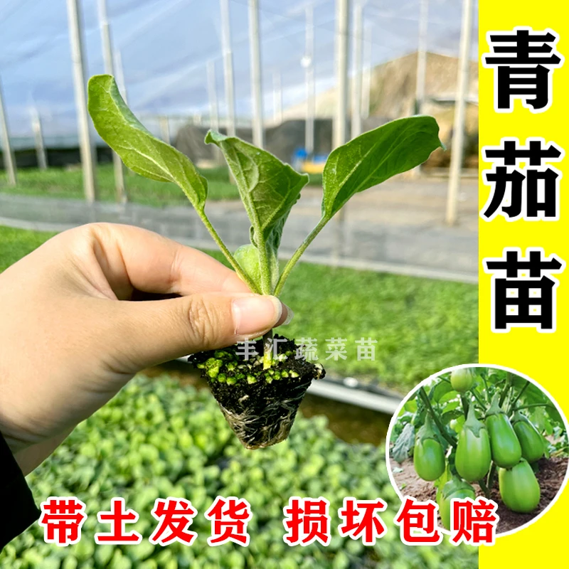 青茄子苗秧苗带土绿茄子圆茄子紫长茄绿冠灯泡黑紫长线茄苗蔬菜苗