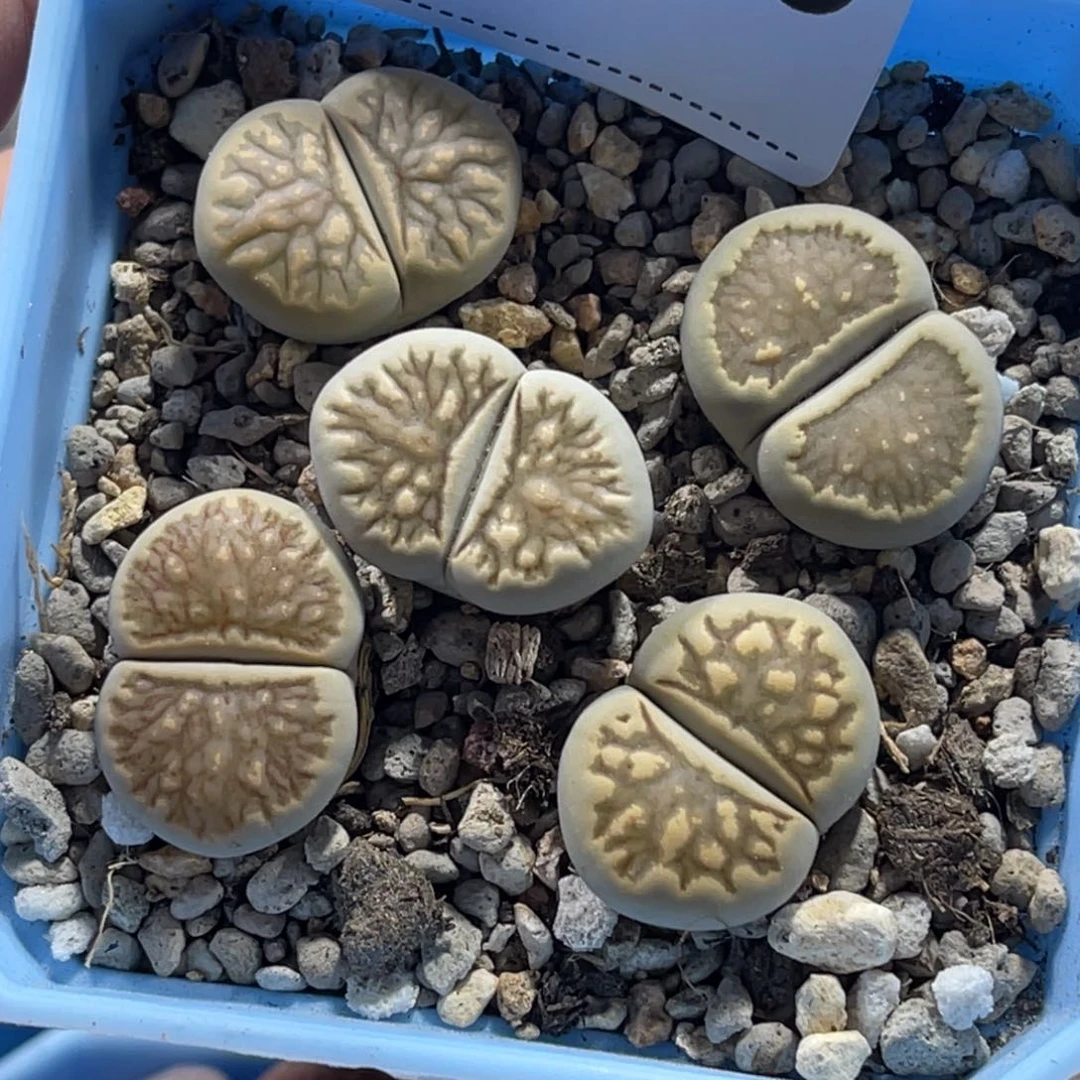 7443柠檬菊5颗尺寸2.0