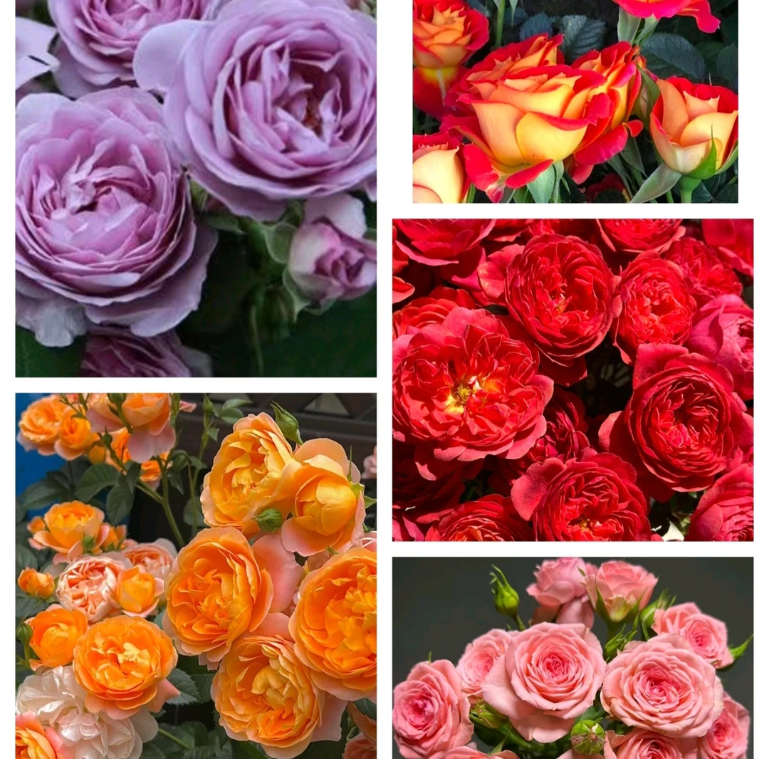 【大盆月季盆栽】阳台庭院四季开花抗病性强好养护花卉绿植月季盆栽