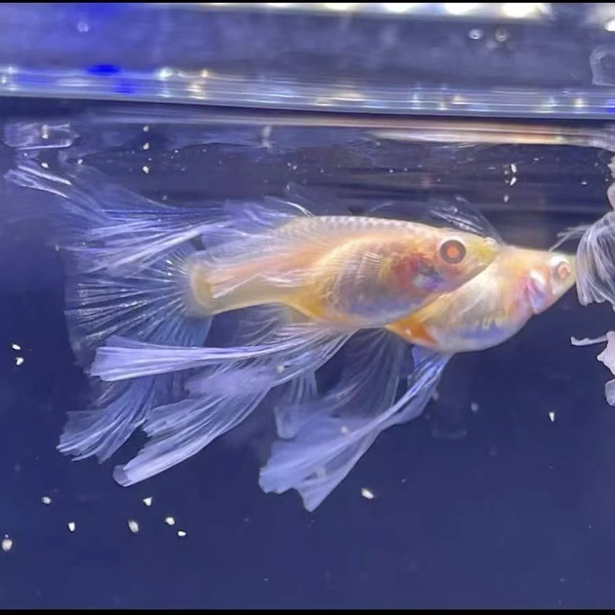 天空蓝白蝶翼大C绣球鱼苗热带观赏鱼活体