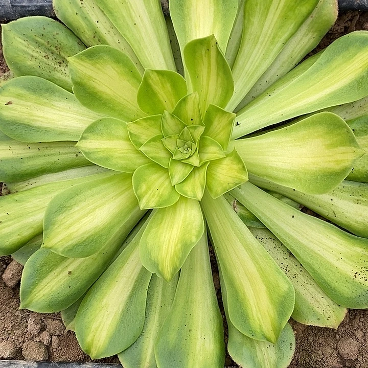 多肉植物保护研究所