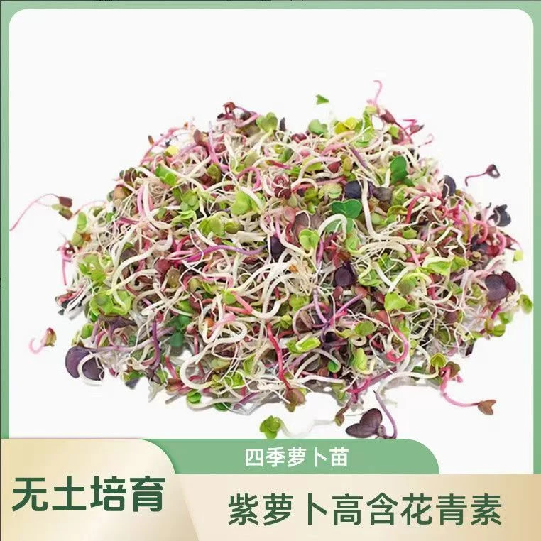 【冷链直达】现采新鲜七彩萝卜芽轻食素食凉拌沙拉西餐冷菜摆盘装饰