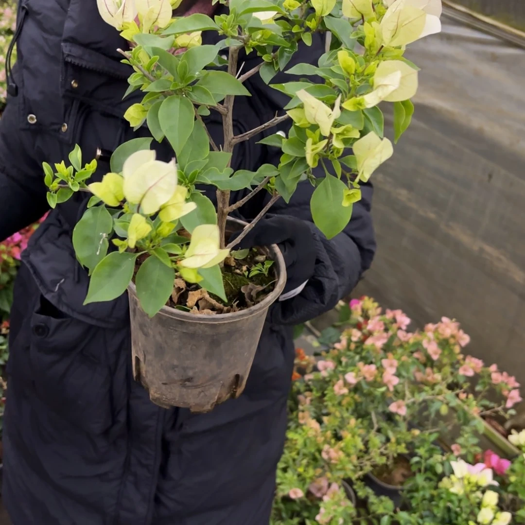 完全开放（红色脉络）三角梅会掉花掉叶有大有小