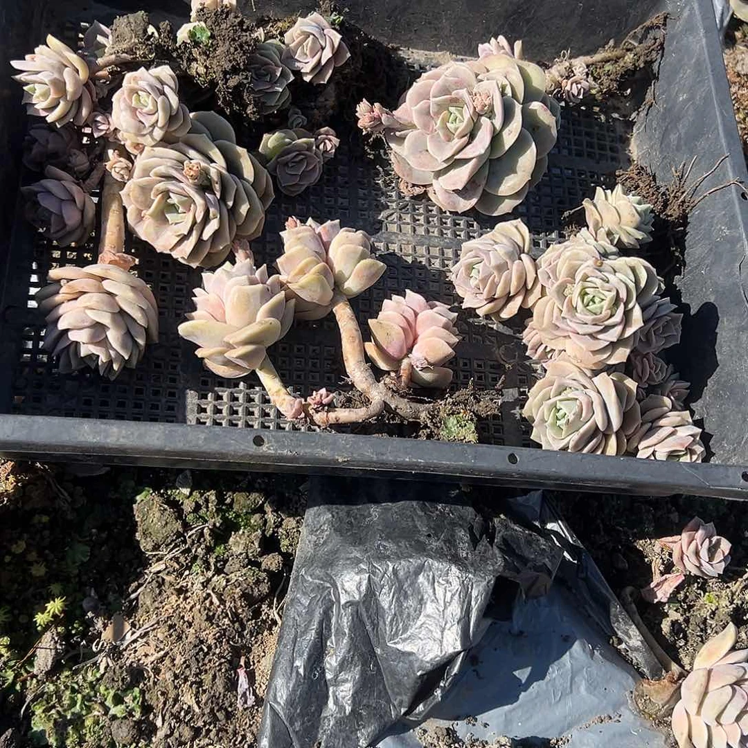 এ****673不售后5颗