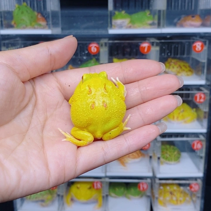 角蛙恭喜发财大吉大利