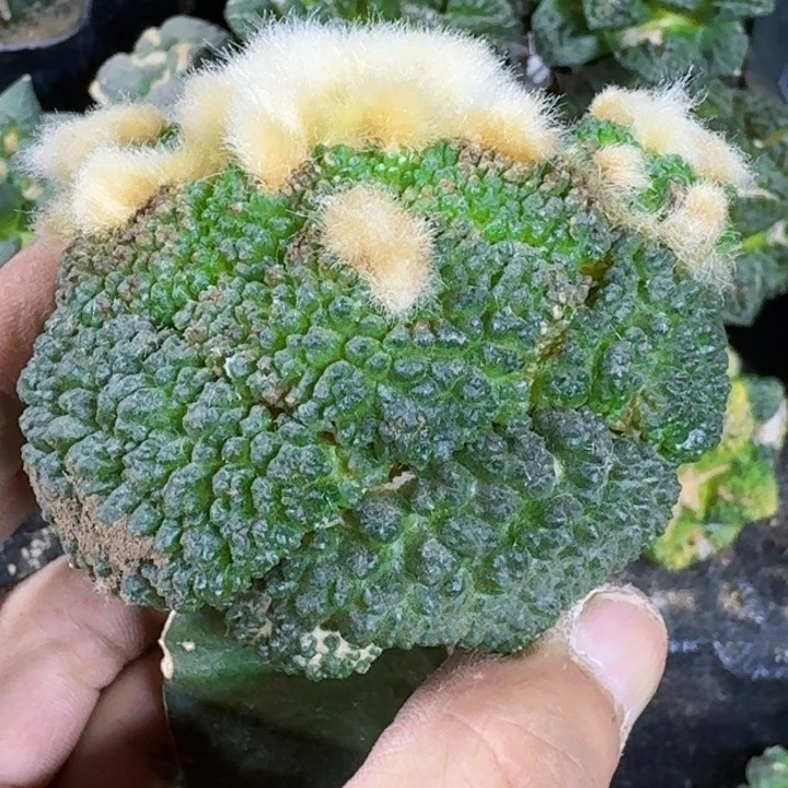 无花朵福利年接大尤哥斯拉247