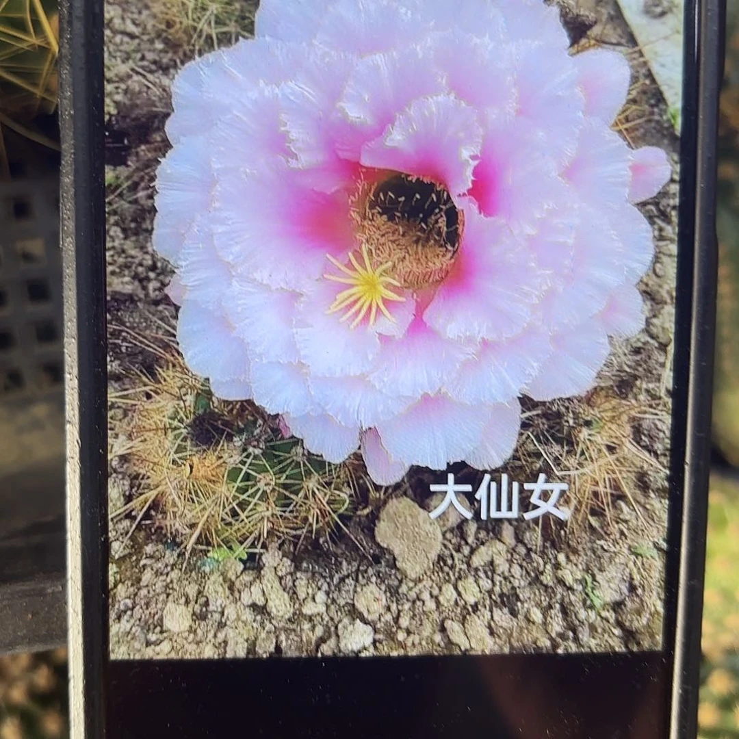大仙女毛侧牙20包邮29