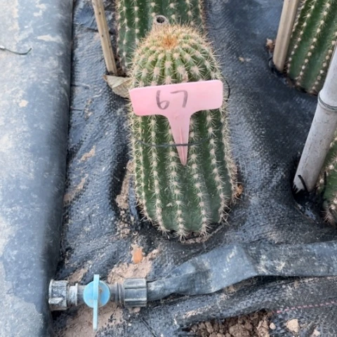 木*雨67飞碟毛花柱仙人球